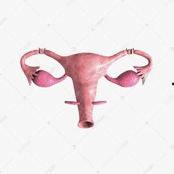 非洲女人生殖器图片,传统与现代的交融